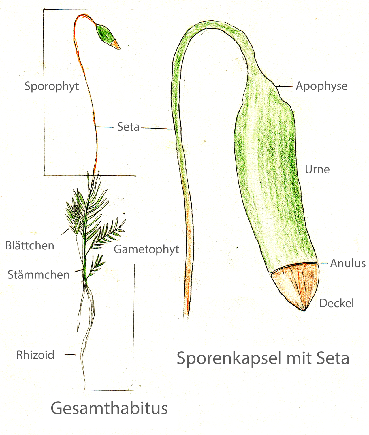 Botanik Helmich Das System der Embryophyten (Bryophyten + Kormophyten)
