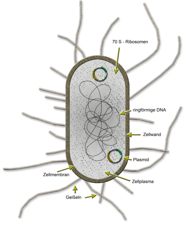 Eine Bakterienzelle (E. coli)