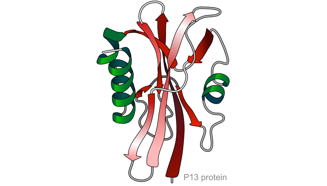 Tertiärstruktur eines Proteins