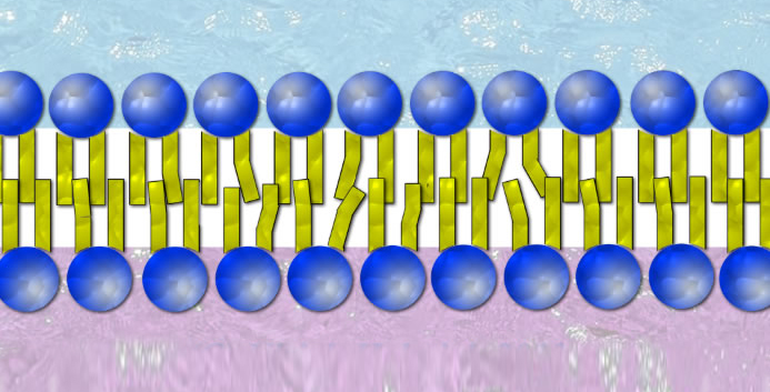 Eine Lipid-Doppelschicht