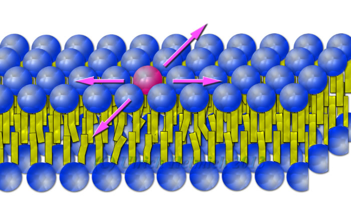 Ein einzelnes Lipid in einer Lipid-Doppelschicht