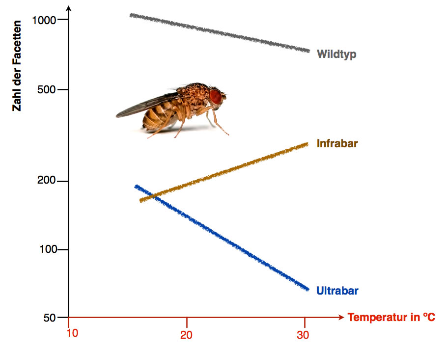Reaktionsnorm bei drei Drosophila-Mutanten