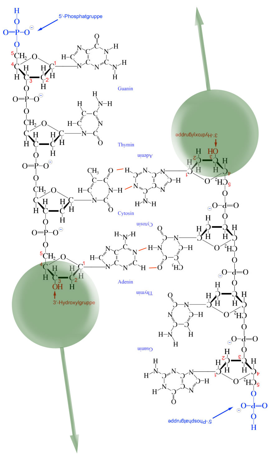 Experimente von GRIFFITH und AVERY