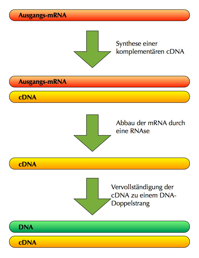 Synthese von DNA aus mRNA (Reverse Transkription)