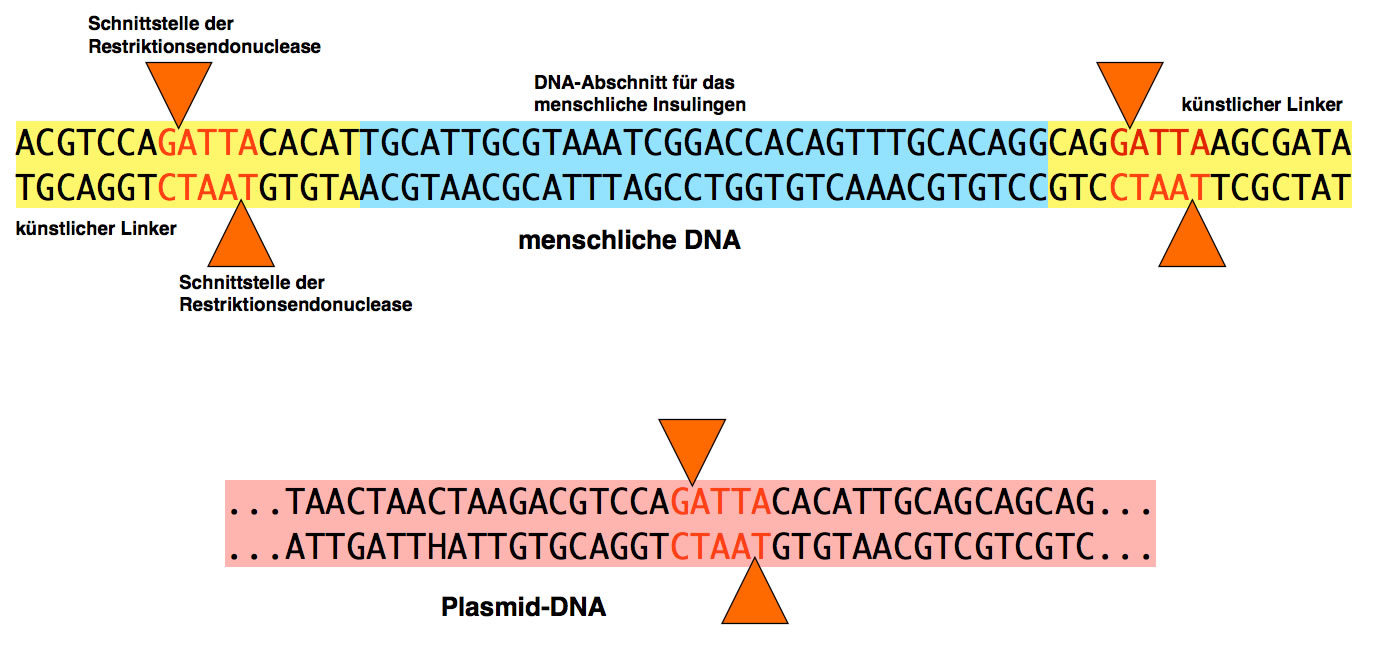 Schnittstellen in der Spender-DNA und im Plasmid müssen übereinstimmen