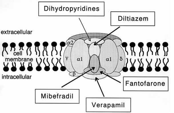 Aufbau eines Calciumkanals