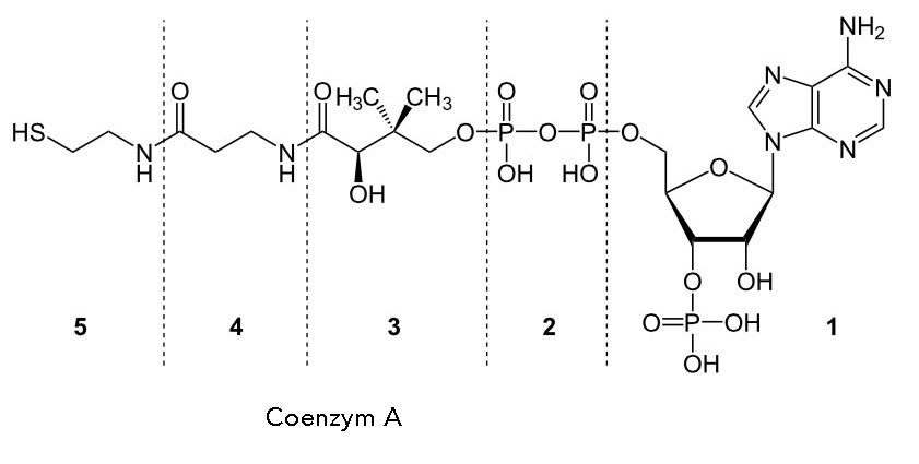 Strukturformel von Coenzym A (Wikipedia)
