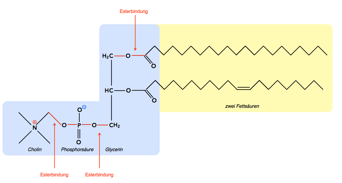 Phospholipide