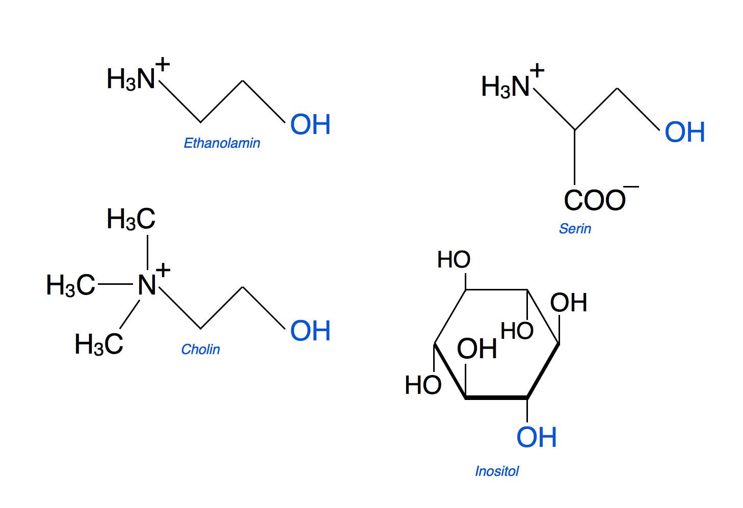 Organische Alkohole in Phospholipiden: Cholin, Ethanolamin, Serin und Inositol