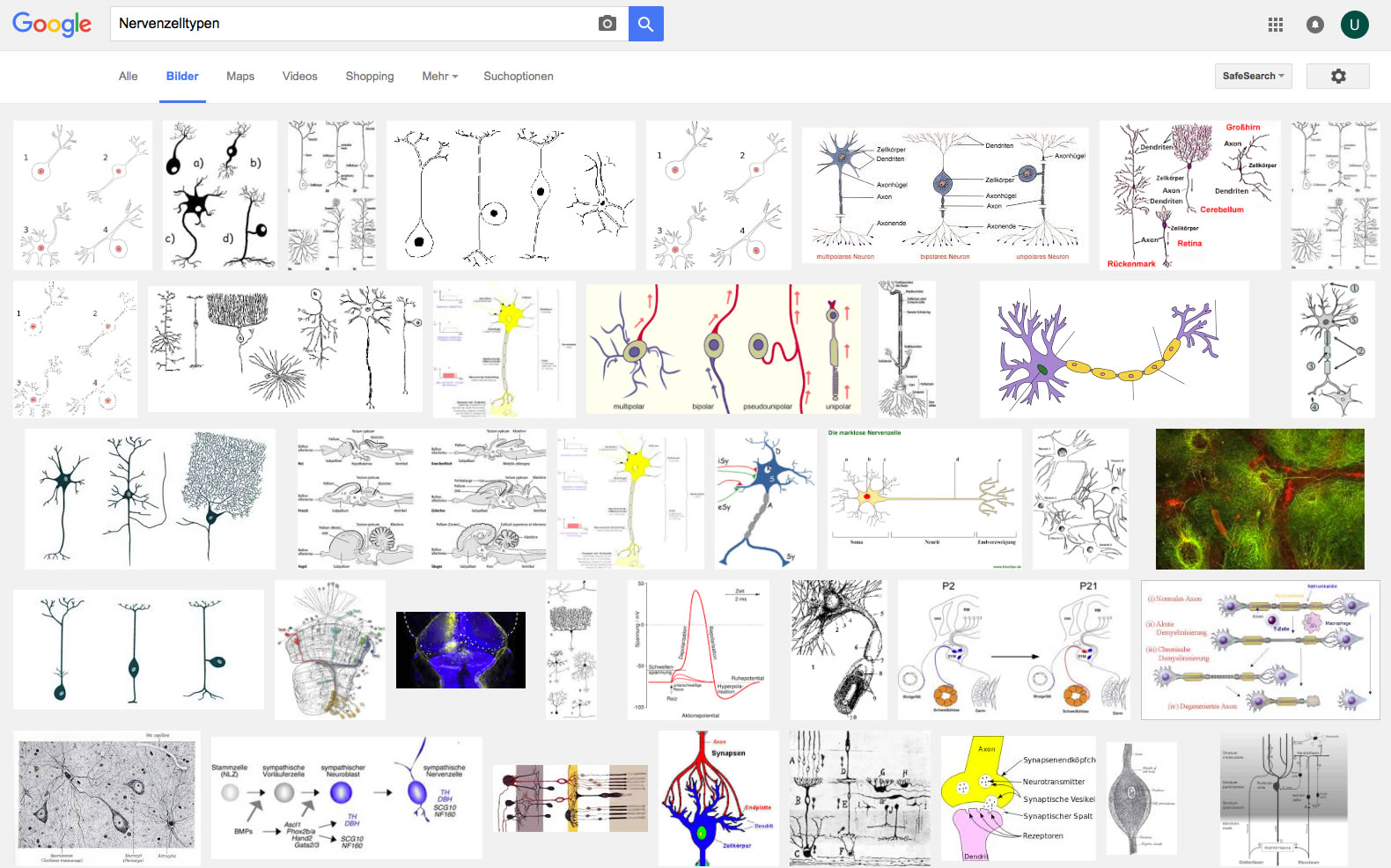 Ergebnis einer Google-Bildersuche mit dem Stichwort "Nervenzelltypen"