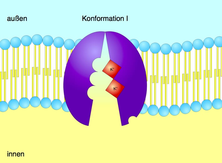 Das Protein klappt wieder in Konformation I um, die Kalium-Ionen befinden sich plötzlich auf der Innenseite der Membran