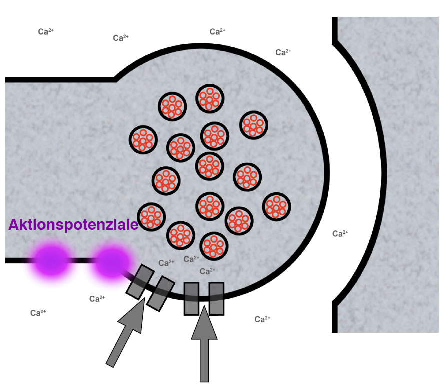 Aktionspotenziale bewirken, dass sich spannungsgesteuerte Ca2+-Kanäle öffnen und die Ca2+-Ionen mit dem Konzentrationsgefälle und mit dem Ladungsgefälle (innen negativ!) in das synaptische Endknöpfchen einströmen.