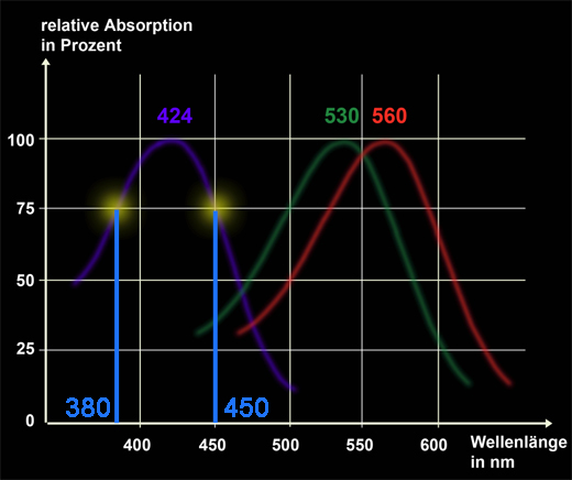 Die Netzhaut wird mit Licht der Wellenlänge 380 bzw. 450 nm gereizt.
