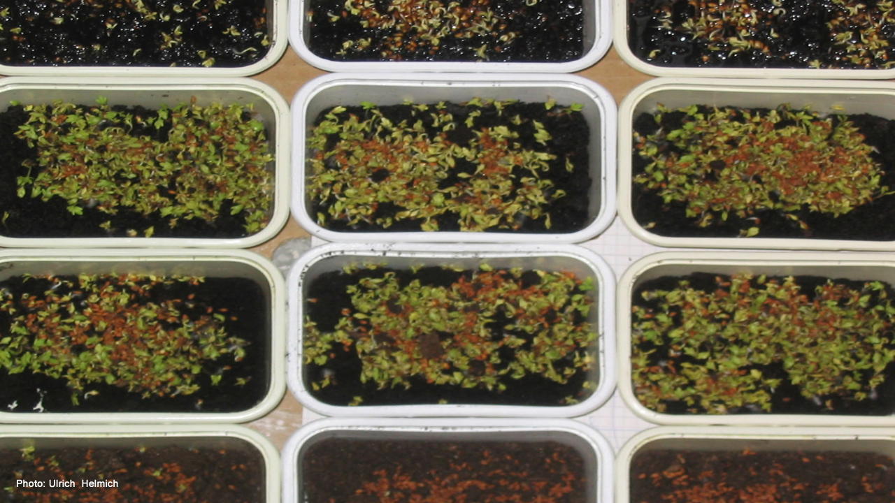 Aufmacherbild für Populationswachstum: mehrere Schalen mit Pflanzenkeimlingen