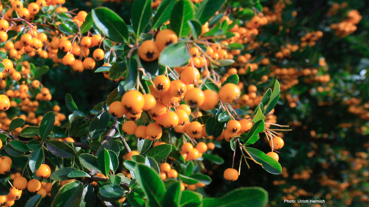 Aufmacherbild für logistisches Populationswachstum: viele rote Beeren