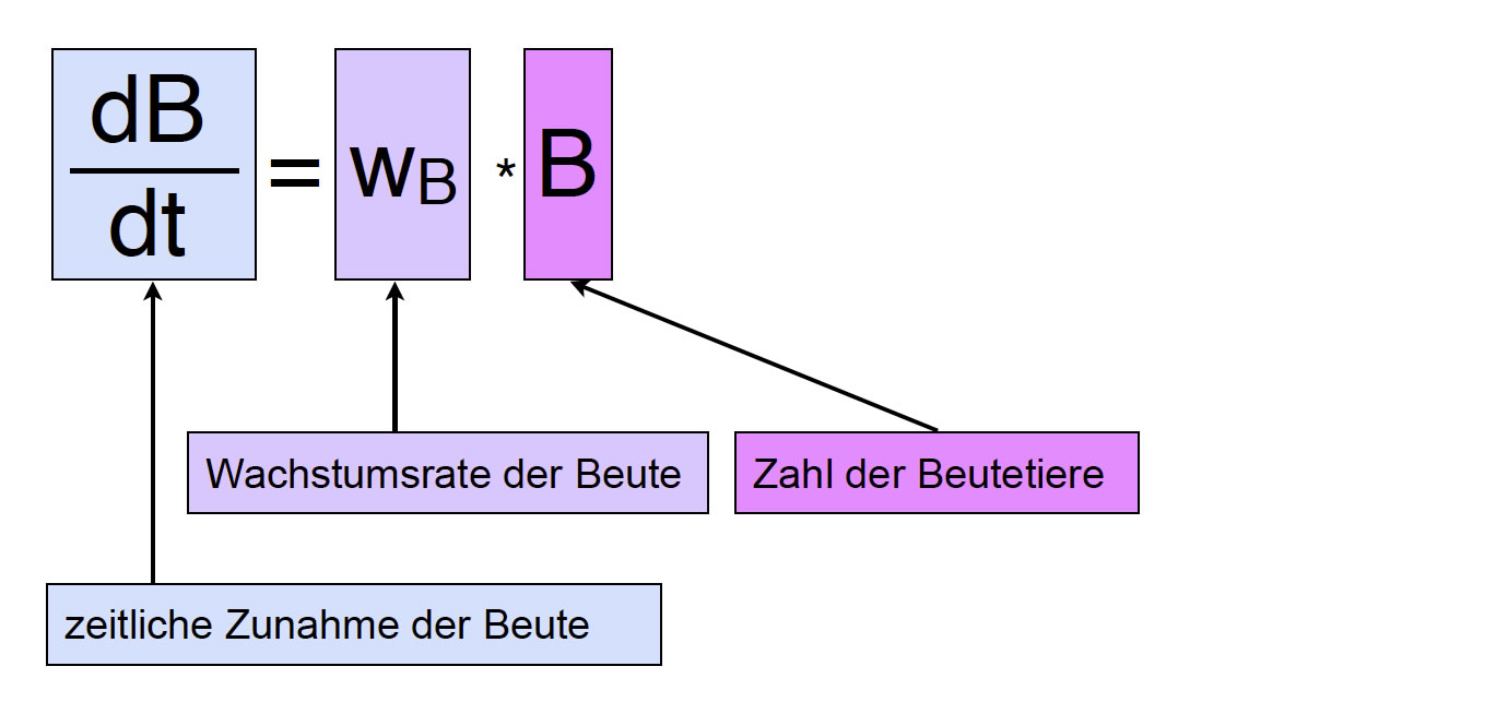 dB/dt = wB * B