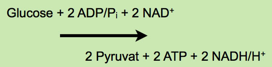  Glucose + 2 ADP/Pi + 2 NAD+ ==> 2 Pyruvat + 2 ATP + 2 NADH/H+