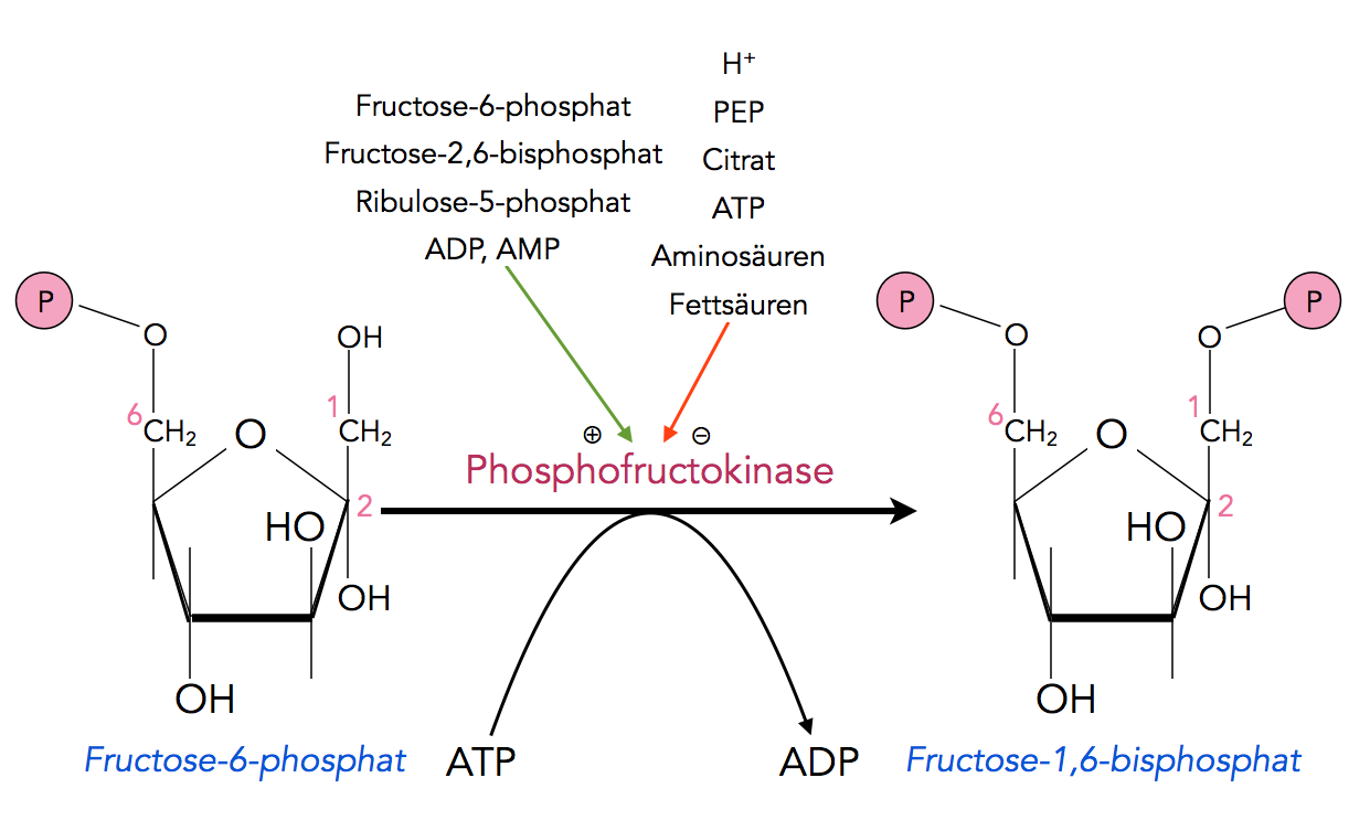 Fructose-6-phosphat + ATP --> Fructose-1,6-bisphosphat + ADP