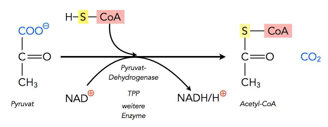 Pyruvat + NAD+ + CoA ----> Acetyl-CoA + NADH/H+ + CO2