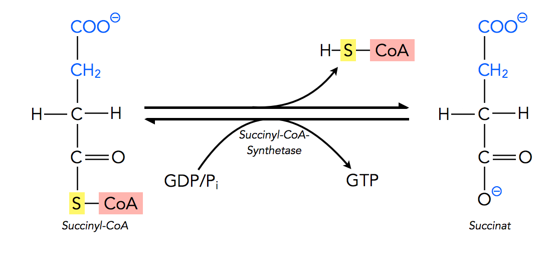 Succinyl-CoA + GDP/Pi ==> Succinat + CoA + GTP