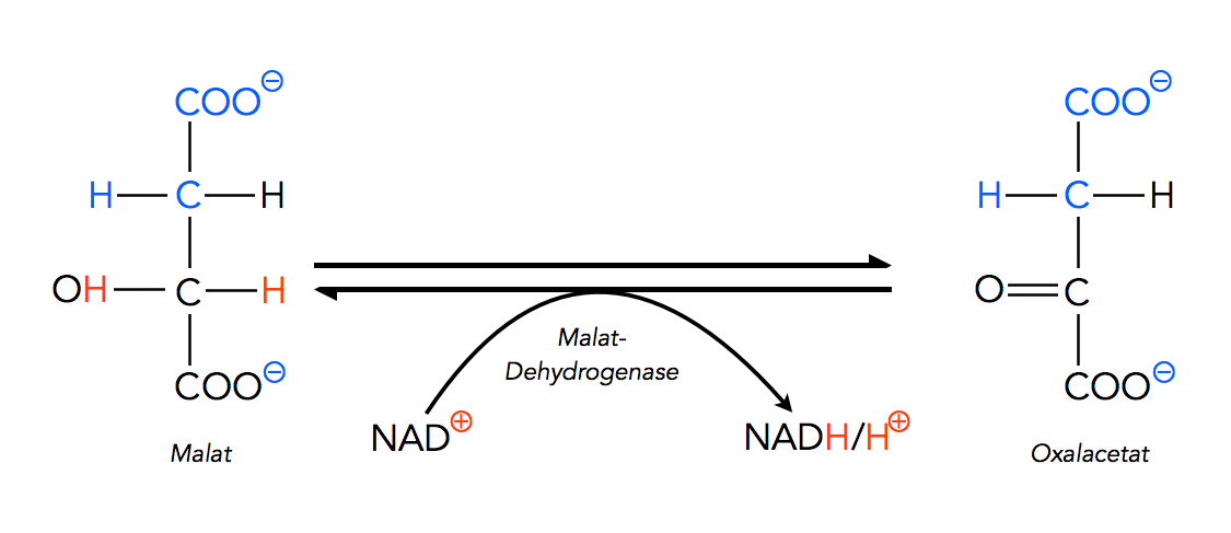Malat + NAD+ ==> Oxalacetat + NADH/H+