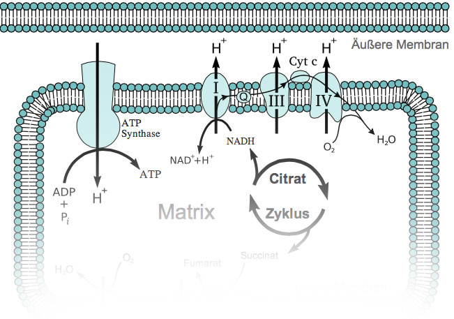 Wo Findet Die Atmungskette Statt Atmungskette