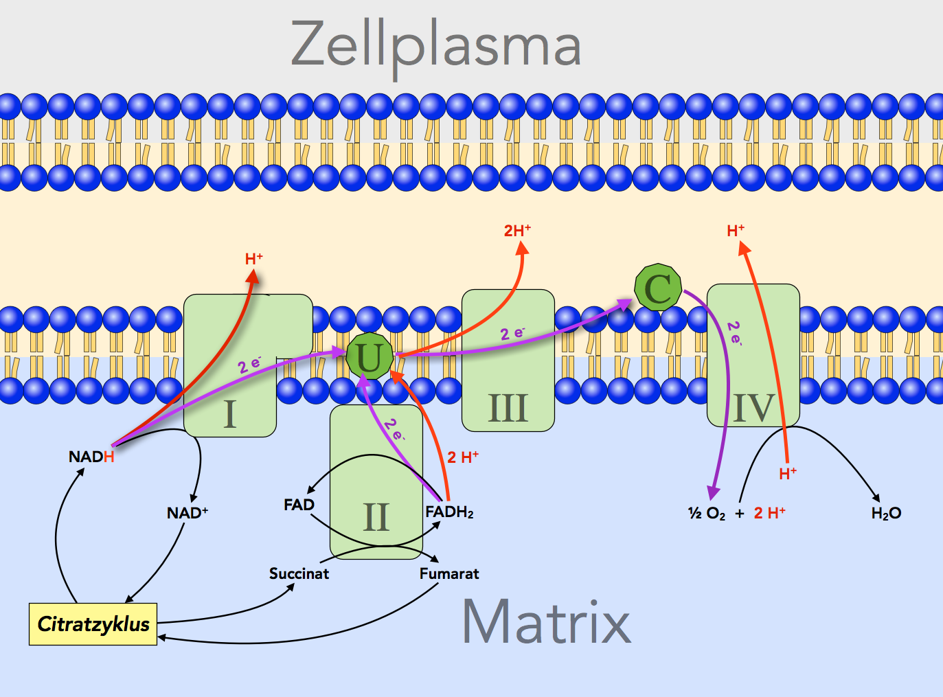 Die vier Proteinkomplexe der inneren Mitochondrienmembran mit dem Protonen- und Elektronentransport