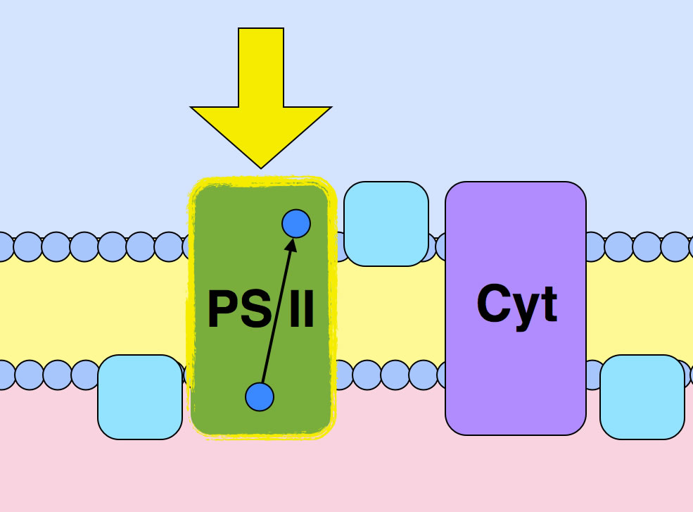 Belichtung von Photosystem II