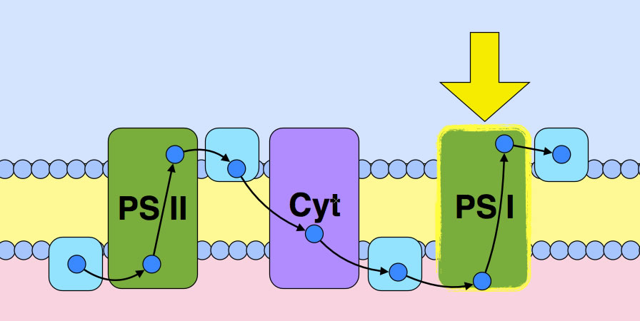Beschreibung siehe Text