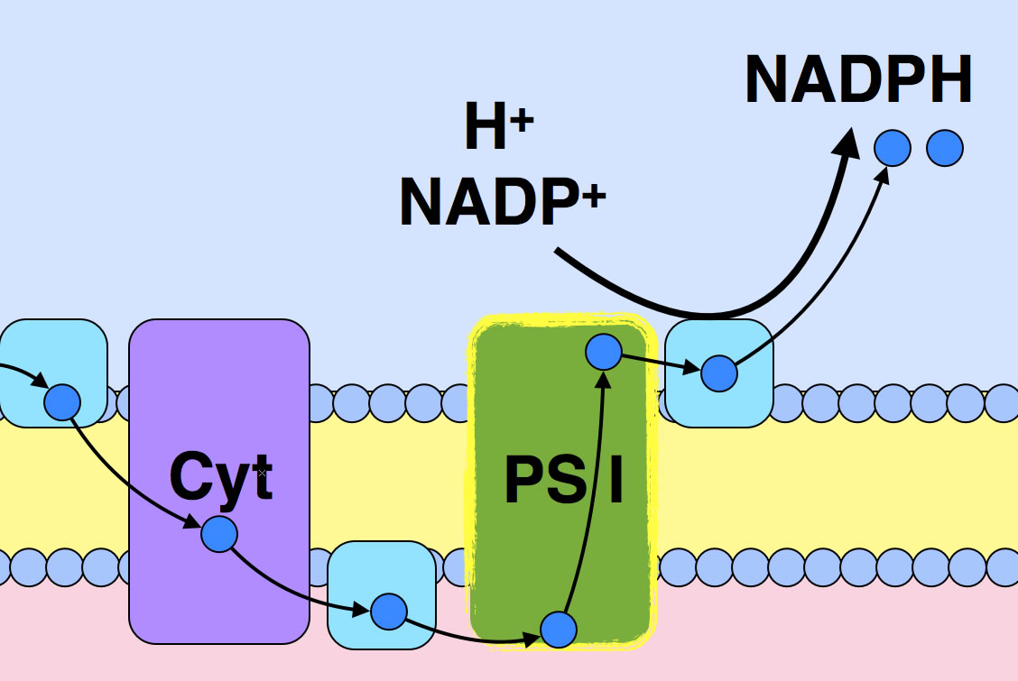 Beschreibung siehe Text