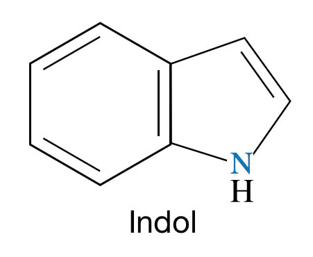 Das Indol-Molekuel: Ein Benzolring, der mit einem 5er Ring verbunden ist. Das erste Atom des 5er Ringes ist ein N-Atom (das mit einem H-Atom verbunden ist). Dann kommt ein C-Atom, das über eine C=C-Doppelbindung mit dem naechsten C-Atom verbunden ist. Dieses C-Atom ist dann über eine C-C-Einfachbindung mit einem C-Atom des Benzolringes verbunden.