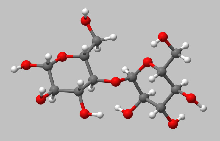 Eine dreidimensionale Darstellung des Maltose-Moleküls