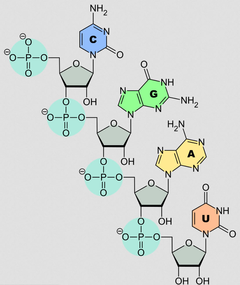 Ein Ausschnitt aus einem RNA-Molekül