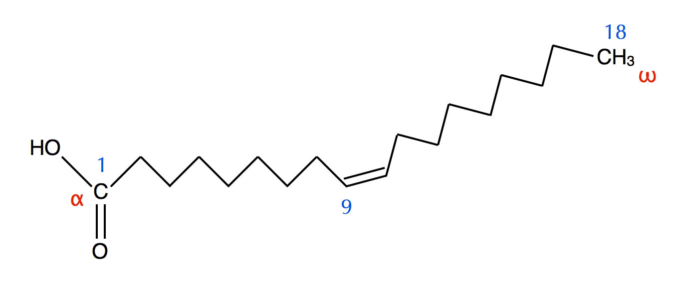 Strukturformel der Ölsäure (mit Knick)