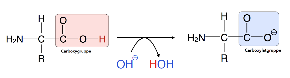 Eine Carboxylgruppe kann leicht ein Proton abgeben