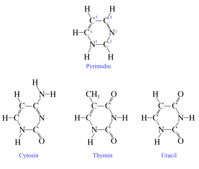 Die Pyrimidinbasen