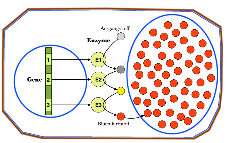 Genwirkkette für die Bildung eines roten Blütenfarbstoffes
