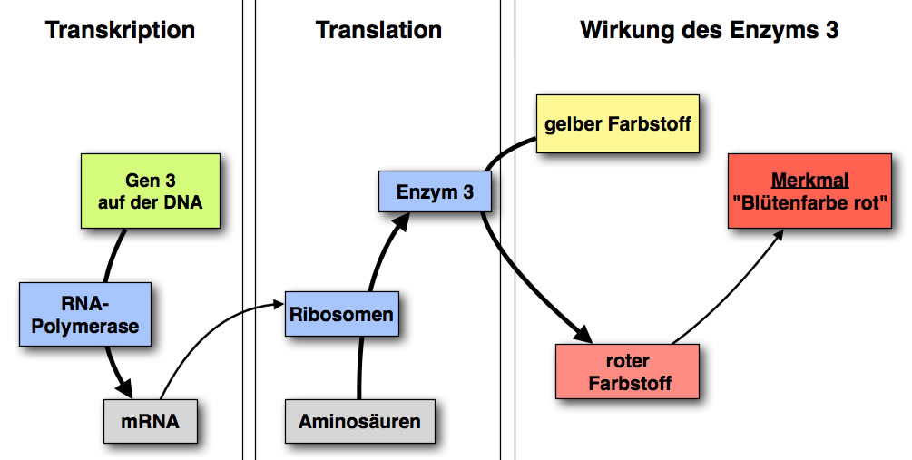 Vom Gen zum Phänotyp am Beispiel der roten Blütenfarbe