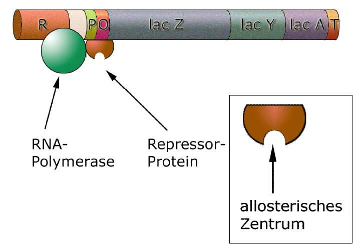 Der Repressor blockiert die RNA-Polymerase