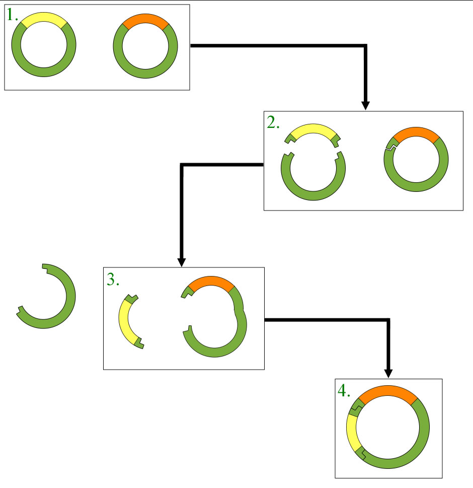 Das COHEN-BOYER-Experiment, schematische Darstellung
