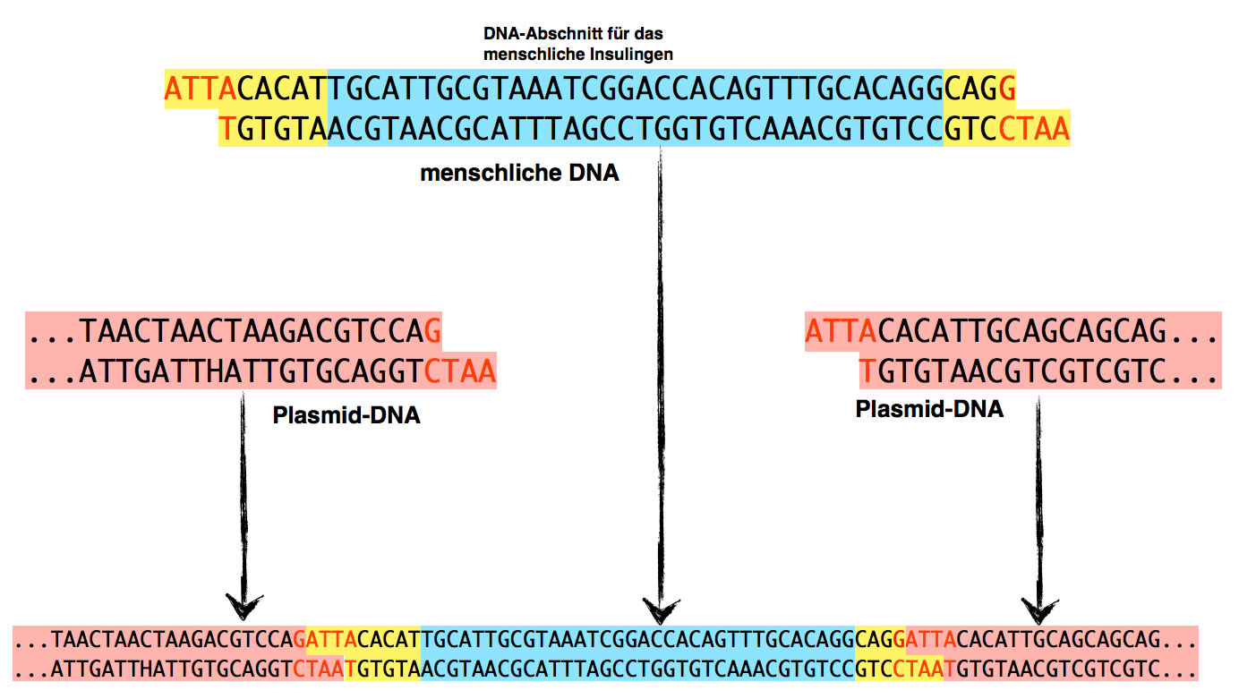 Einbau der Passagier-DNA in das geöffnete Plasmid