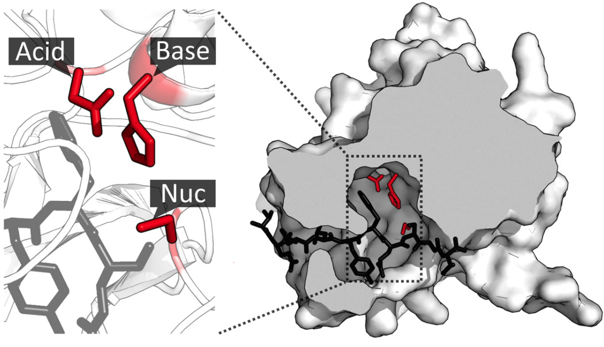 Folien Enzyme Proteinstruktur Aktives Zentrum Enzymatik