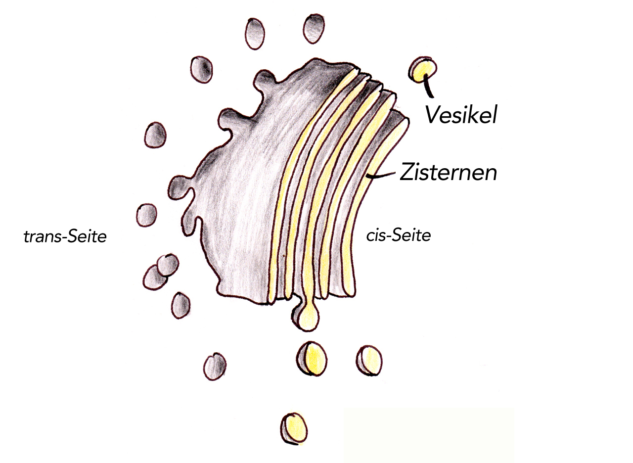 Ein Dictyosom des Golgi-Apparates mit ein paar Golgi-Vesikeln