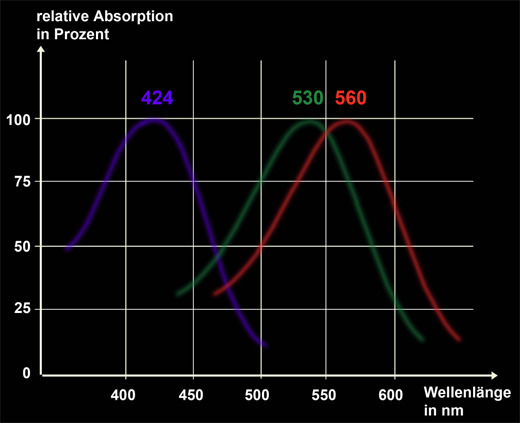 Absorptionsspektren der drei Opsin-Retinal-Komplexe