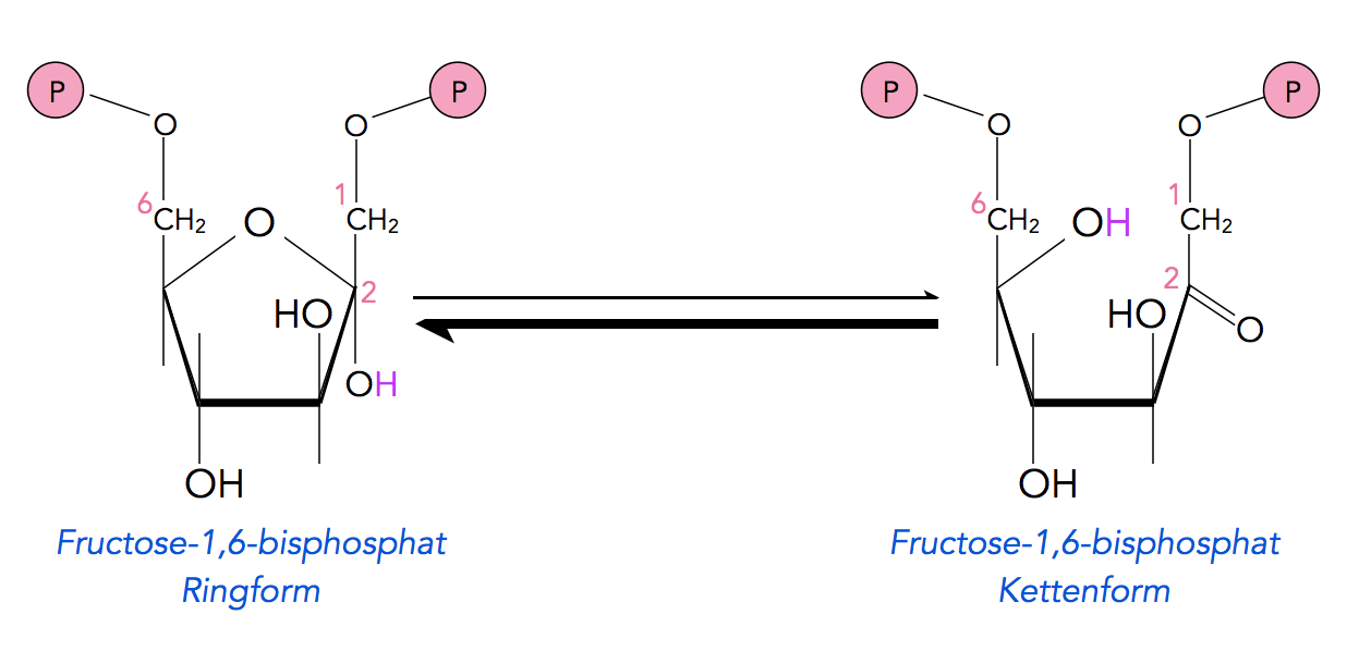 Fructose-1,6-bisphosphat <==> Glycerinaldehyd-Phosphat + Dihydroxyaceton-Phosphat