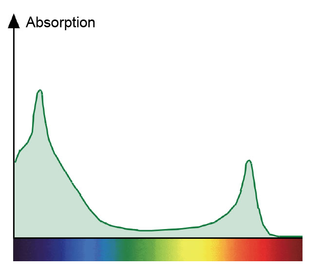Absorptionsspektrum des Chlorophylls