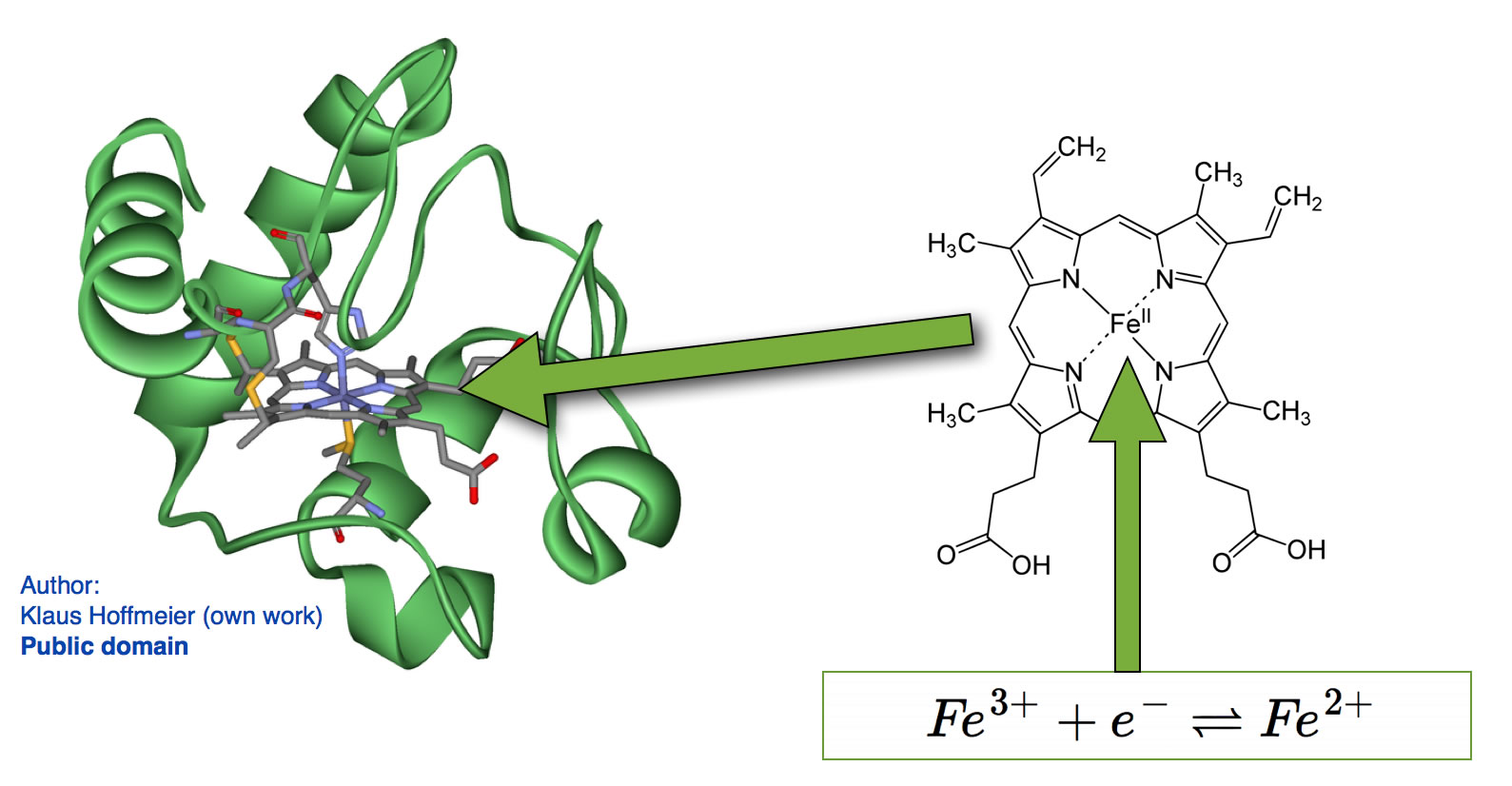 Das Cytochrom-Molekül