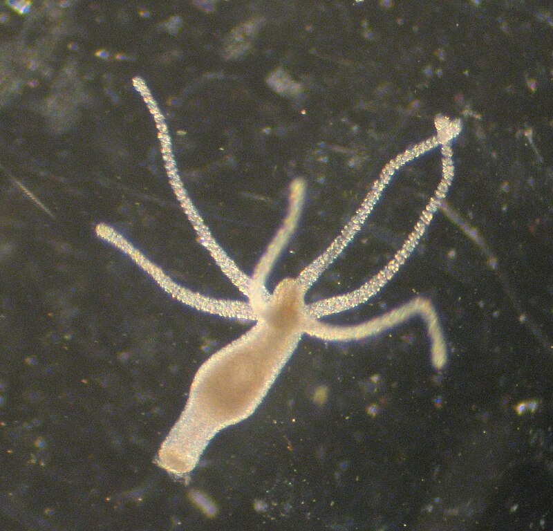 Beschreibung siehe folgenden Text