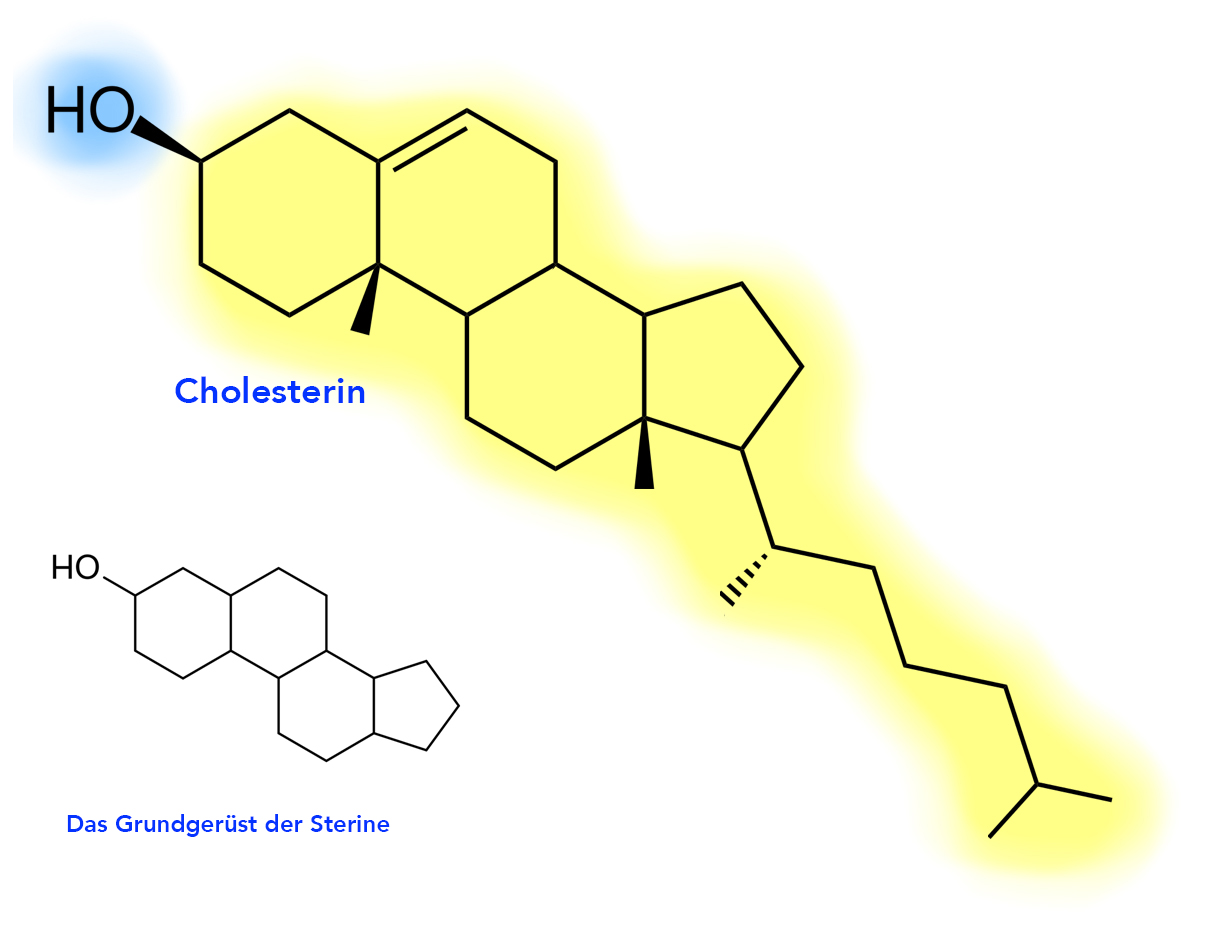 Struktur des Cholesterin-Moleküls