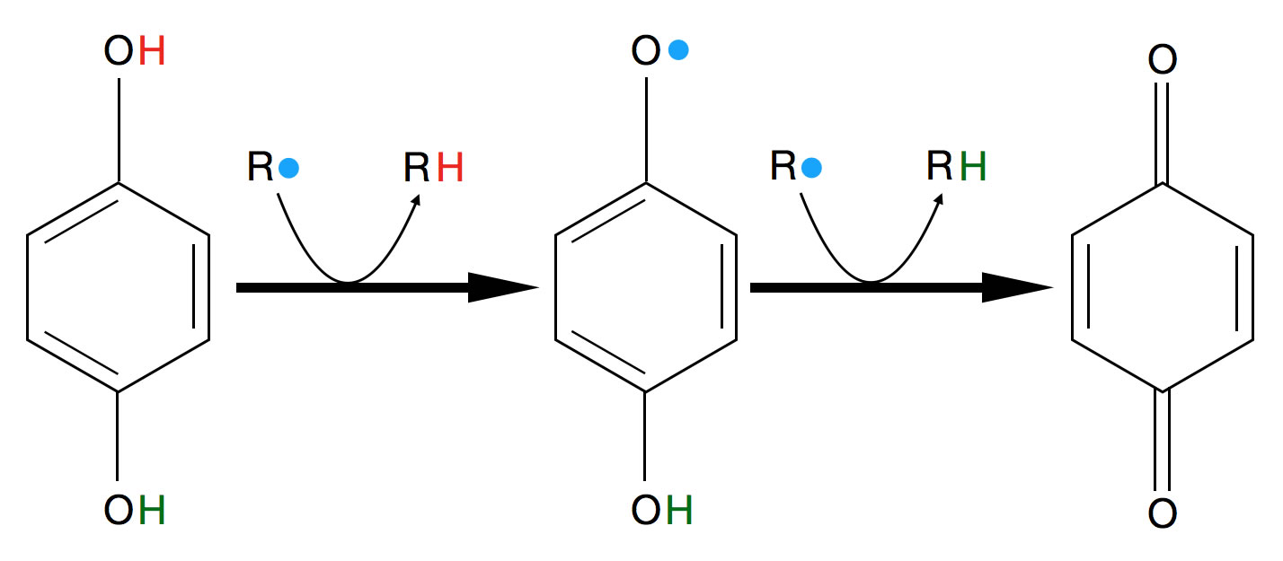 Ein Hydrochinon-Molekül HO-C6H4-OH reagiert zunächst mit einem Radikal, dabei entsteht RH und ein Hydrochinon-Radikal. Dieses reagiert dann mit einem zweiten Radikal zu Chinon O=C6H4=O und RH